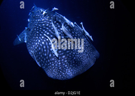 Détail de la tête massive de 10 mètres d'un Requin-baleine (Rhincodon typus) alimentation filtre le plancton la nuit, avec remoras attaché. Banque D'Images