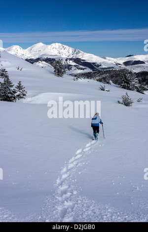 Femelle bleu raquette, Plateau de Beille, l'Ariège Banque D'Images