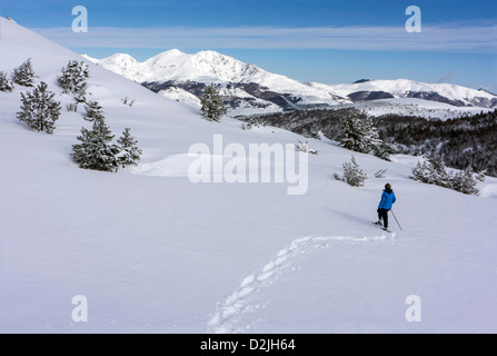 Femelle bleu raquette, Plateau de Beille, l'Ariège Banque D'Images