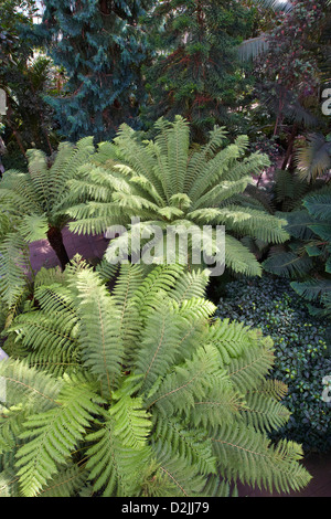 Fougères dans les zones tempérées, Kew Gardens, London, UK Banque D'Images