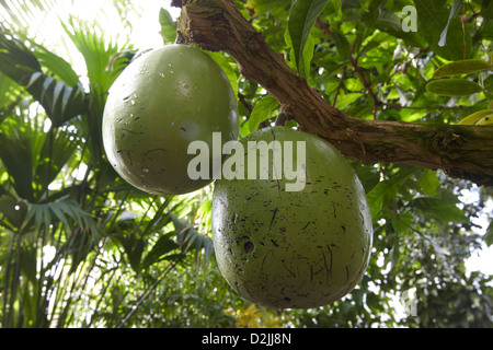 Fruit de Cattleya forbesii, Palm House, Kew Gardens, London, UK Banque D'Images