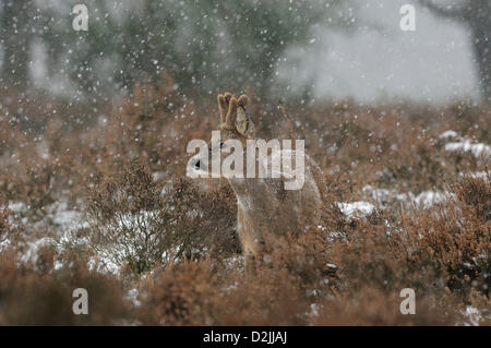 Aux Pays-Bas. 26 janvier 2013. Chevreuil mâle, avec velver, bois dans une averse de neige, qui marque la fin de période de froid le long des Pays-Bas. Crédit : Fred van Wijk / Alamy Live News Banque D'Images