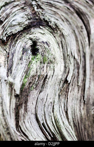 Berlin, Allemagne, knothole et anneaux annuels dans une vieille souche d'arbre Banque D'Images