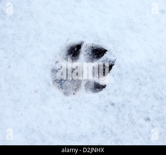 Empreinte de patte de chien dans la neige Banque D'Images