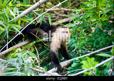 Un capucin à tête blanche dans la région de Guanacaste, Costa Rica Banque D'Images