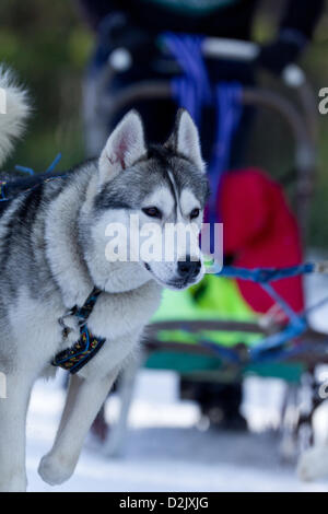 Aviemore, UK. 26 janvier, 2013. Un husky de Sibérie tirer un traîneau dans la 30e cérémonie annuelle de Aviemore Sled Dog Rallye. Plus de mille chiens de traîneau prendront part cette semaine. Banque D'Images