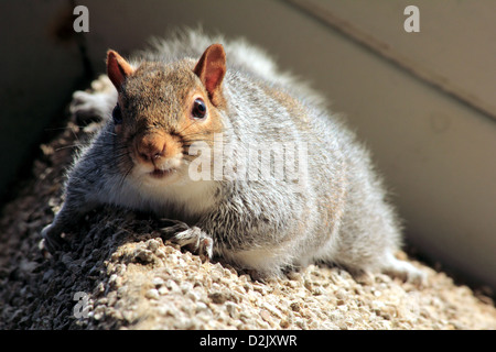 L'écureuil gris Sciurus carolinensis famille Sciuridae Banque D'Images