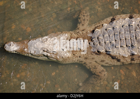 Crocodile (Crocodylus acutus) vue depuis un pont sur la rivière Herradura. Route 34, province de Puntarenas. Costa Rica. Banque D'Images