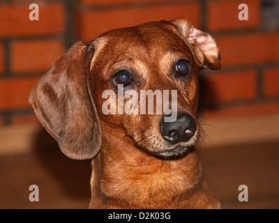 Teckel devant un fond brique regardant la caméra. Banque D'Images