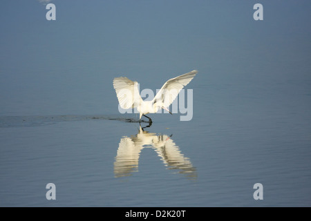 Aigrette garzette (Egretta rufescens rougeâtre) avec forme blanche Banque D'Images