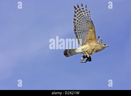 La Buse à épaulettes (Buteo lineatus) vol avec la proie dans ses serres Banque D'Images