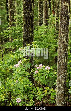 La floraison des rhododendrons du Pacifique en forêt, Mont Walker, Quilcene, Jefferson County, Washington, USA Banque D'Images