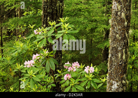 La floraison des rhododendrons du Pacifique en forêt, Mont Walker, Quilcene, Jefferson County, Washington, USA Banque D'Images