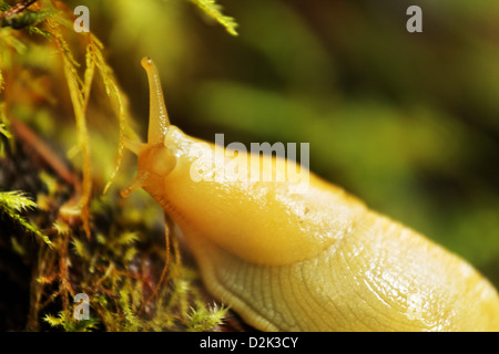 Yellow Banana slug, Falls View Canyon Trail, Quilcene, Jefferson County, Washington, USA Banque D'Images