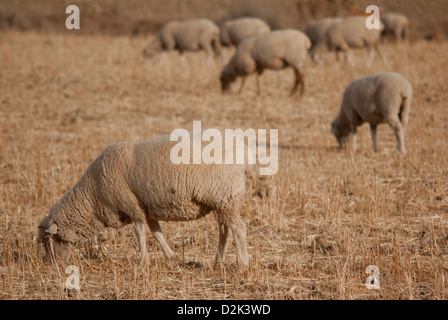 Troupeau de moutons Banque D'Images