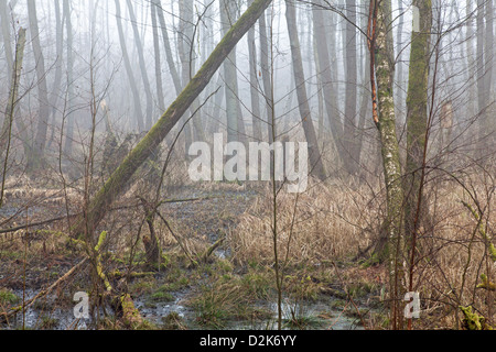 Forêt dans le brouillard Banque D'Images