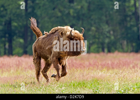 Bison d'Europe / Bison bonasus Banque D'Images