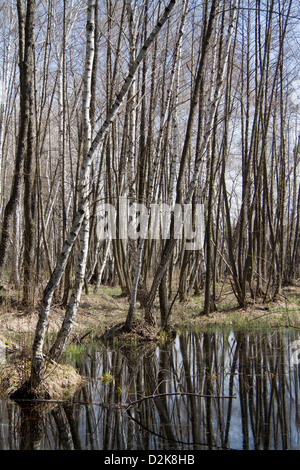 Forêt de feuillus gorgés de printemps au début du printemps. Banque D'Images