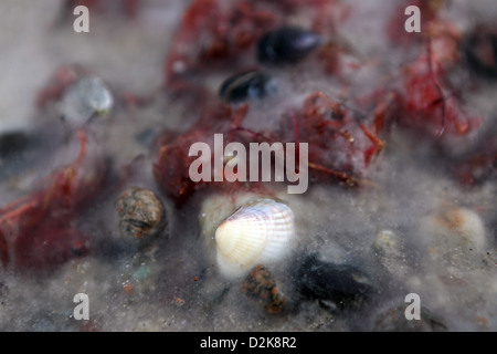 Kägsdorf, Allemagne, les moules congelées et des algues sur la plage Banque D'Images