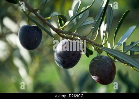 Olives sur l’arbre Banque D'Images