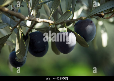 Olives sur l’arbre Banque D'Images