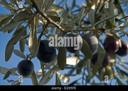 Olives sur l’arbre Banque D'Images