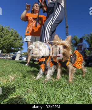 Deux Yorkshire Terriers vêtus de robes orange peu Banque D'Images