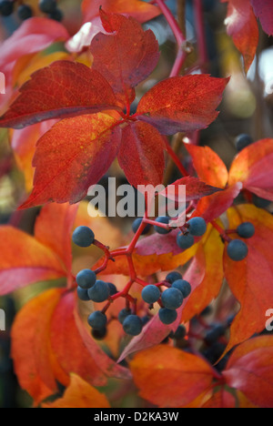 Vigne vierge (Parthenocissus quinquefolia) avec des baies et feuillage automne Banque D'Images