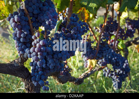 Raisins sur la vigne Banque D'Images