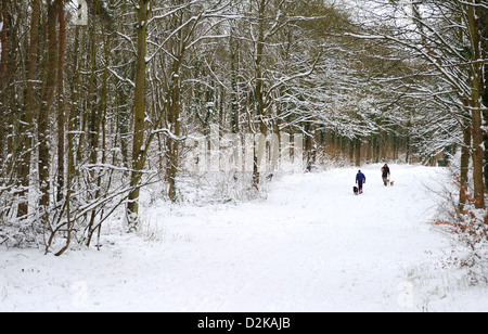 Deux hommes marchant le long d'une allée bordée d'arbres avec leurs chiens avec de la neige sur le sol et sur les branches. Banque D'Images