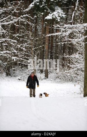 Homme marchant ses chiens dans une forêt sur un jour froid et enneigé. Banque D'Images