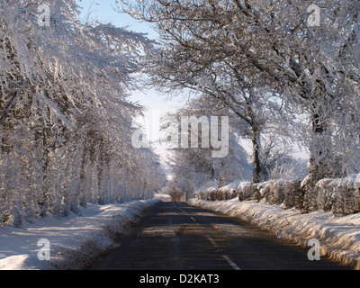 Arbres couverts de neige road, Exmoor, Somerset, Royaume-Uni. Janvier 2013 Banque D'Images