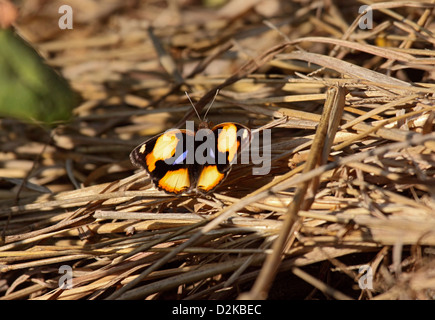 Papillon jaune pansy de la Gamba Banque D'Images