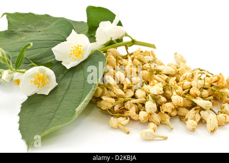 Fleurs de jasmin sur un fond blanc Banque D'Images