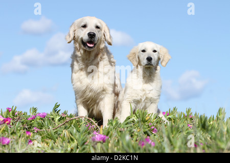 Chien Golden Retriever chiot et adultes assis dans les plantes Banque D'Images
