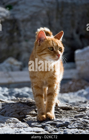 Le gingembre cat debout sur rochers gris Banque D'Images