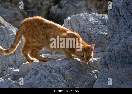 Le gingembre cat se cache dans les rochers Banque D'Images