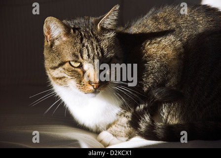 Portrait d'un tabby et blanc tomcat assise sur un canapé blanc Banque D'Images