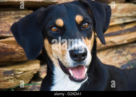 Portrait d'un chien bâtard en face du mur de pierre brun Banque D'Images