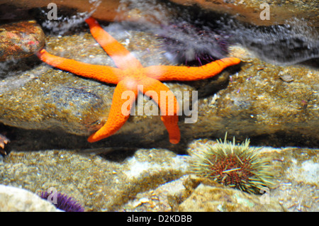 Sur l'étoile de l'aquarium de rock en Algarve, Portugal, Europe Banque D'Images