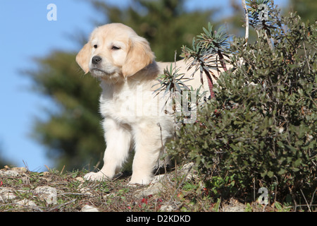Chien chiot Golden Retriever debout derrière une plante Banque D'Images