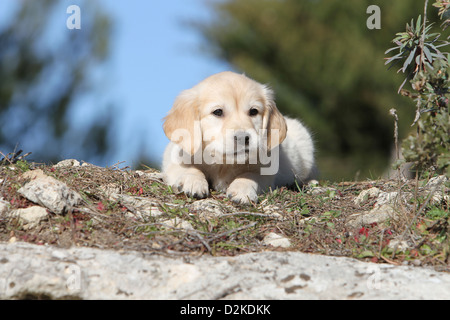 Chien chiot Golden Retriever couché sur le sol Banque D'Images