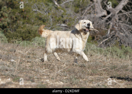 Chien Golden Retriever des profils d'exécution avec un bâton dans sa bouche Banque D'Images