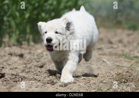 Chien chiot Golden Retriever exécutant dans un champ Banque D'Images