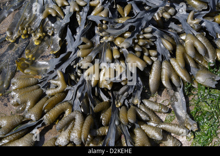 Bladderwrack algues Fucus Vesiculosus sur une plage, faune marine la côte de la mer littoral British Coast Banque D'Images