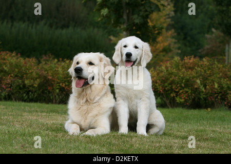 Chien Golden Retriever adulte et chiot dans un parc Banque D'Images