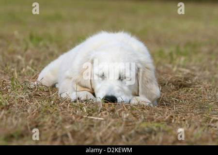 Chien Golden Retriever chiot dormir sur le terrain Banque D'Images