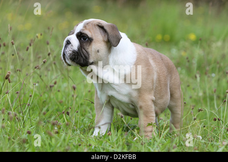 Chien chiot Bouledogue anglais dans un pré Banque D'Images