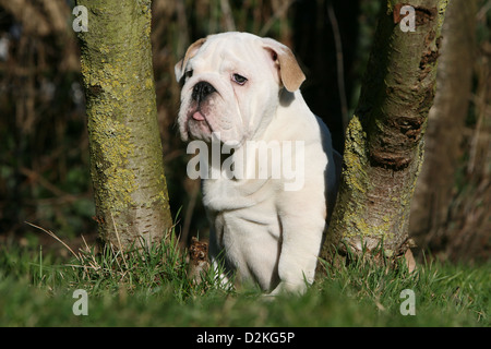 Chien Bulldog Anglais chiot assis entre les arbres Banque D'Images