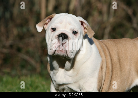 Bulldog Anglais chien puppy portrait Banque D'Images